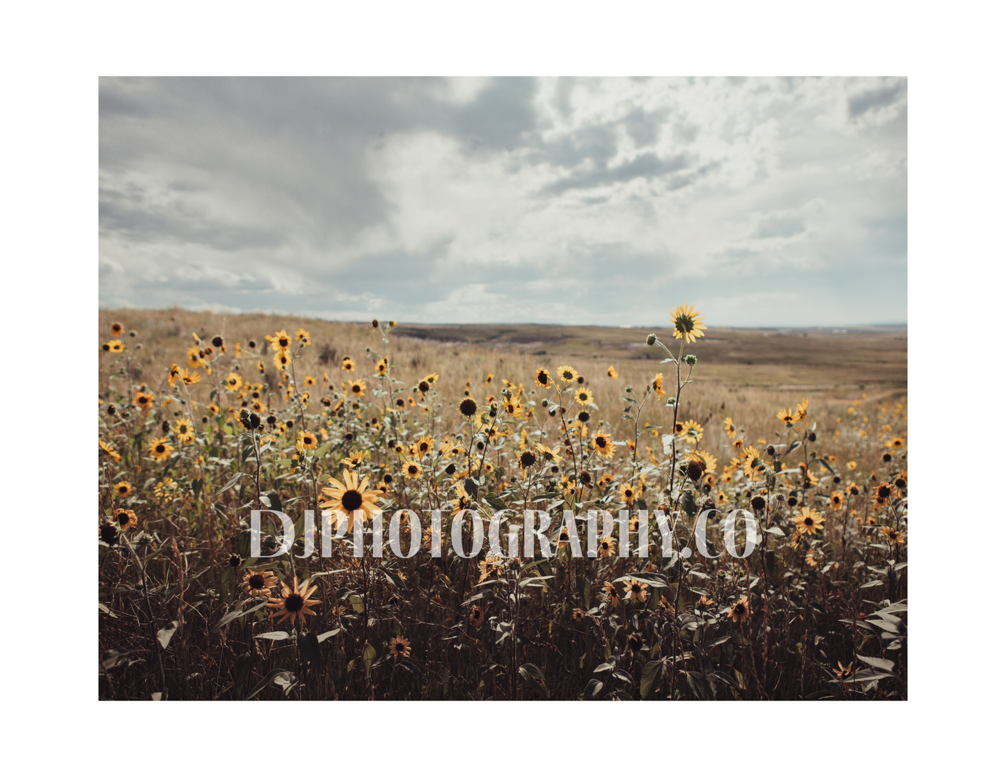 Sun-kissed Horizon: A Wild Sunflower Symphony - Photo Print