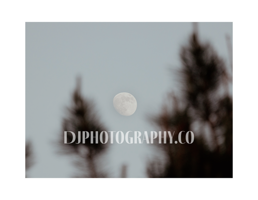 Lunar Canopy - Photo Print