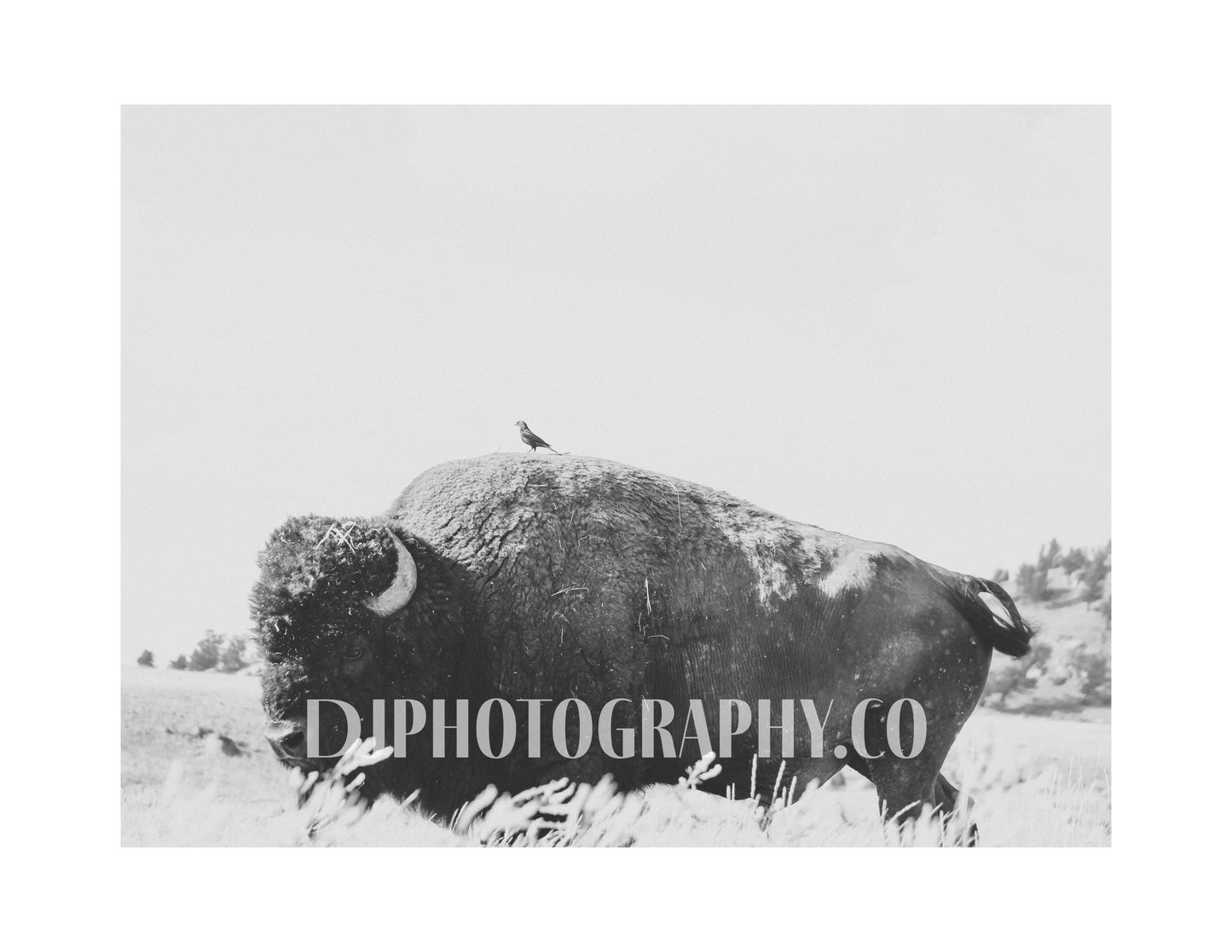 Bison and Bird - Photo Print
