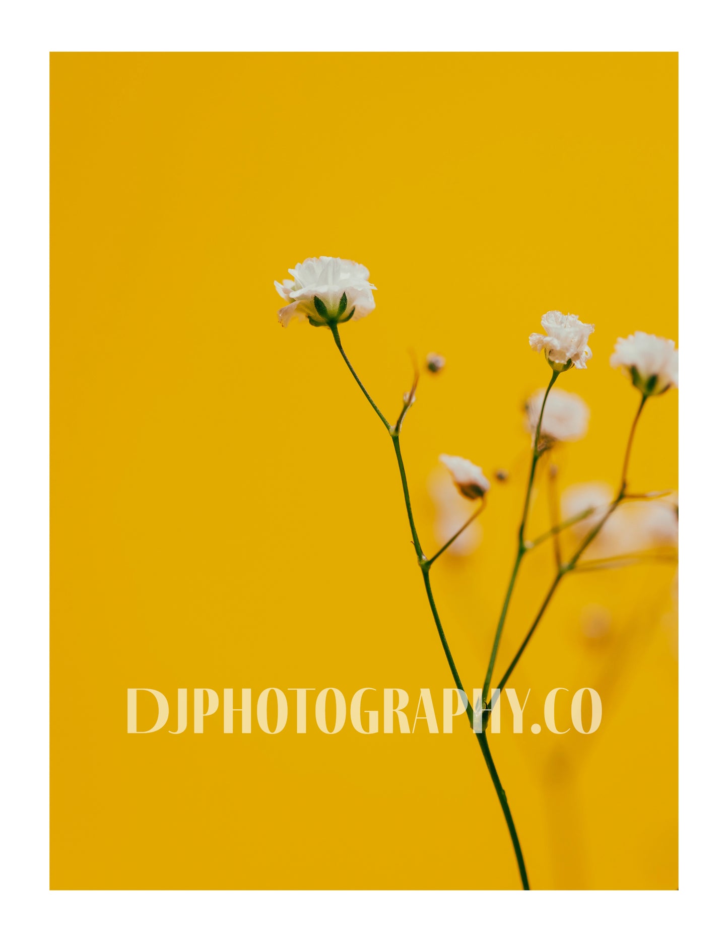 Whispers of Sunshine: Baby's-Breath - Photo Print