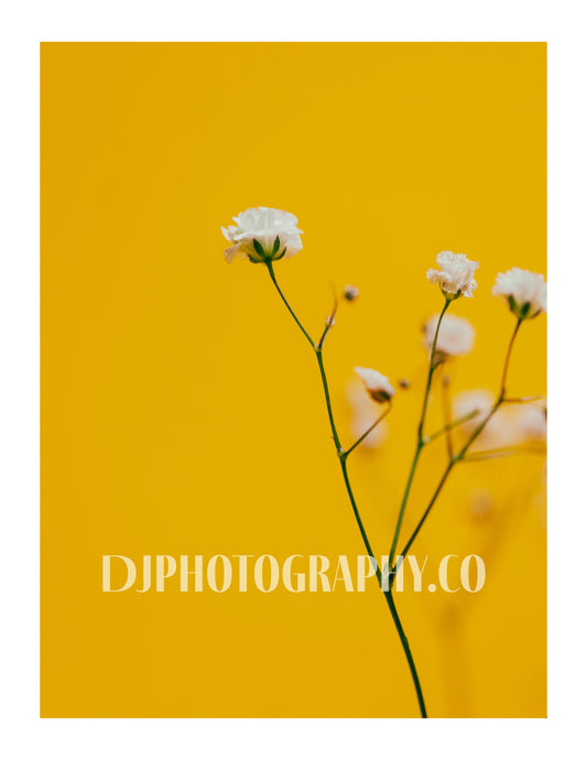 Whispers of Sunshine: Baby's-Breath - Photo Print