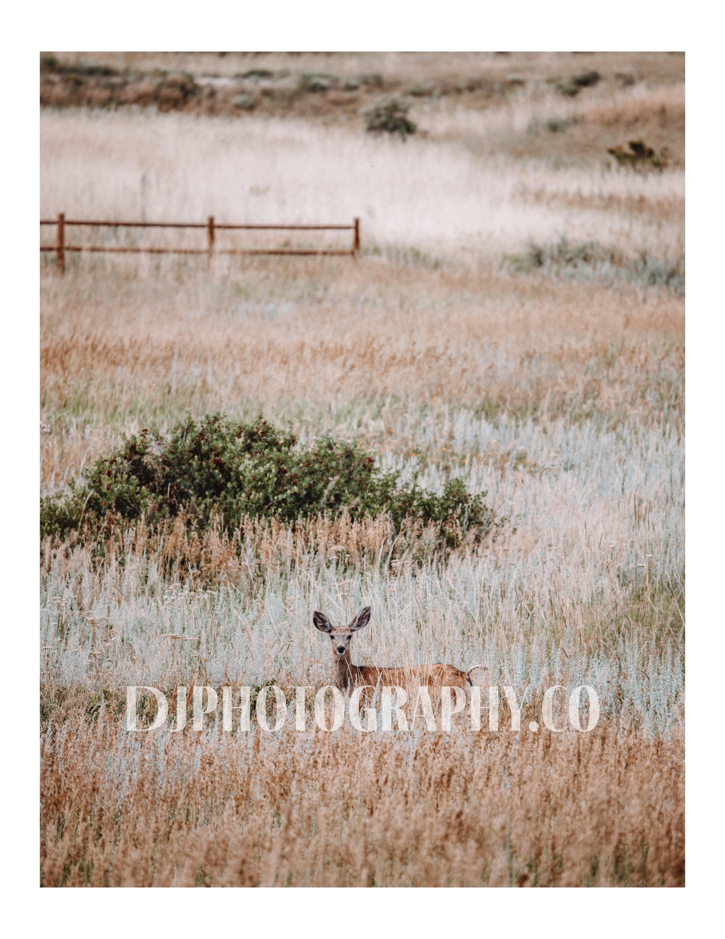 Graceful Encounters - Colorado Photo Print