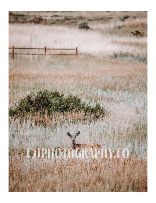 Graceful Encounters - Colorado Photo Print