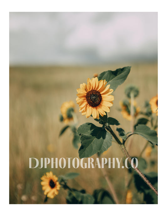 Wild Sunflowers in Bloom - Photo Print