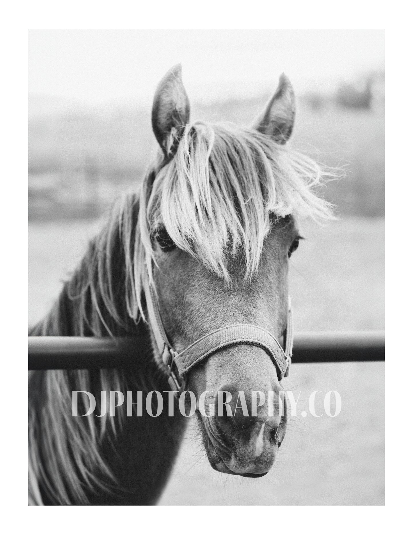 The Young Stallion - Photo Print