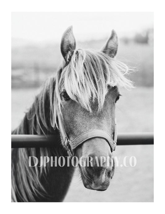 The Young Stallion - Photo Print