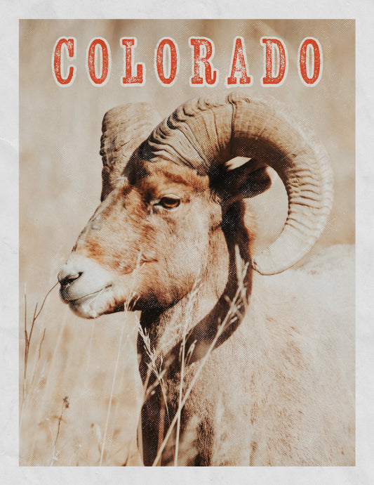 Discover Colorado Springs-Bighorn Sheep Poster Print